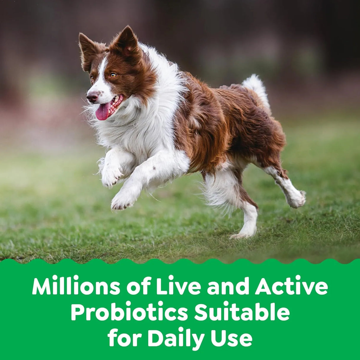 GREENIES - Greenies Supplements Digestive Health Probiotics for Dogs Chicken Flavor 80 Masticables - The Red Vitamin MX - Probióticos Para Perros - {{ shop.shopifyCountryName }}