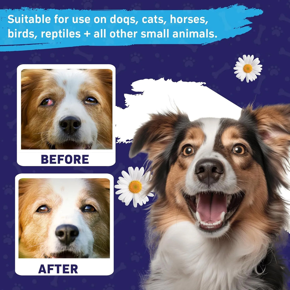 SPANIELBUNS - Spanielbuns Dog Eye Drops 200Ml. 2 Pack - The Red Vitamin MX - Cuidado De Los Ojos De Los Perros - {{ shop.shopifyCountryName }}