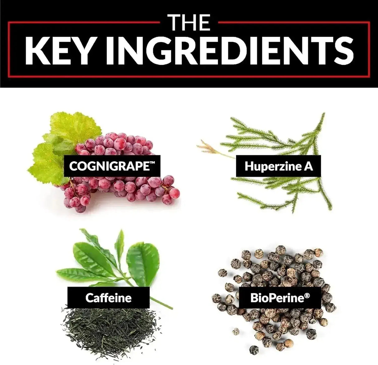 FORCE FACTOR - Force Factor Forebrain Gummies Nootropic Brain Support 60 Gomitas 2 Pack - The Red Vitamin MX - Suplementos Alimenticios - {{ shop.shopifyCountryName }}