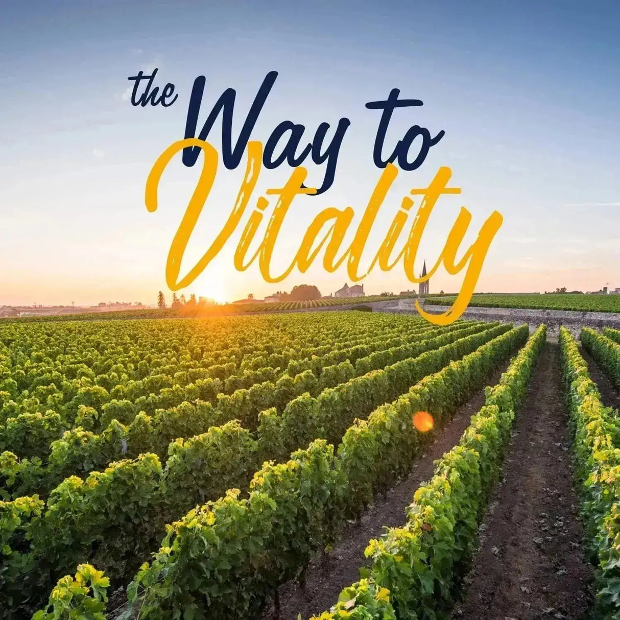 VITALITOWN - Vitalitown Magnesium Complex 120 Capsulas - The Red Vitamin MX - Suplementos Alimenticios - {{ shop.shopifyCountryName }}