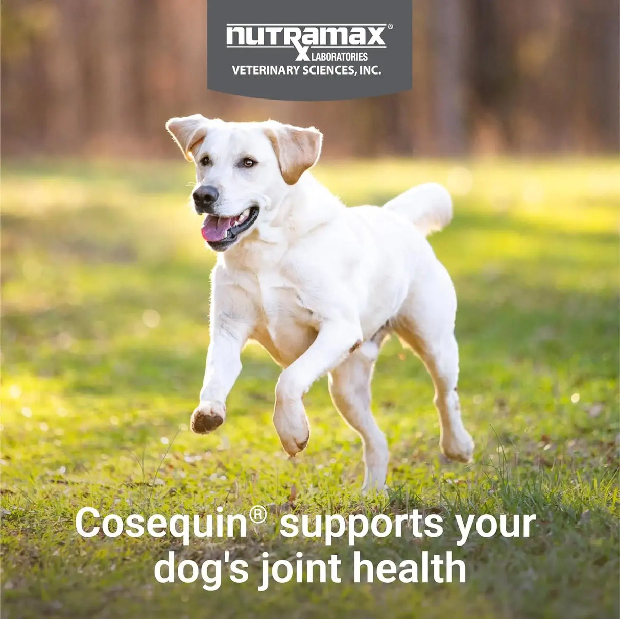 NUTRAMAX - Nutramax Laboratories Cosequin Maximum Strength Joint Health Supplement for Dogs 132 Tabletas Masticables - The Red Vitamin MX - Cuidado De Cadera Y Articulaciones Para Perros - {{ shop.shopifyCountryName }}