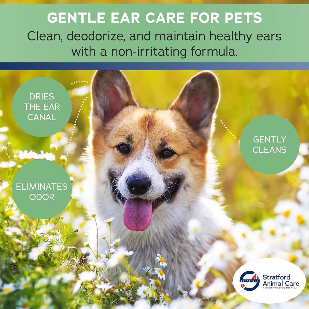 STRATFORD - Stratford Pharmaceuticals Ear Cleaner & Drying Solution for Dogs & Cats 8 Fl.Oz. - The Red Vitamin MX - Cuidado Del Oído De Perros - {{ shop.shopifyCountryName }}