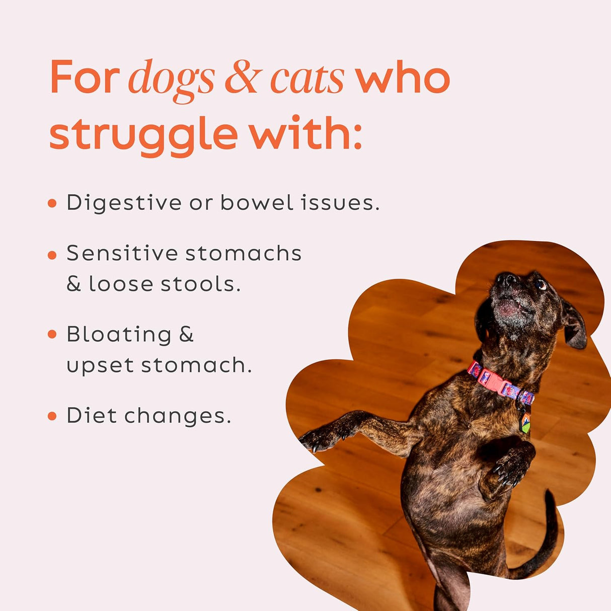 Diggin' Your Dog Firm Up Pumpkin for Dogs & Cats 227Gr.