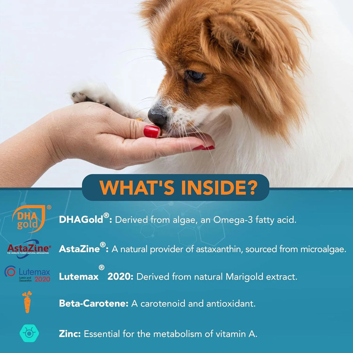 NOVEHA - NOVEHA Eye Supplement for Dogs 90 Masticables - The Red Vitamin MX - Cuidado De Los Ojos De Los Perros - {{ shop.shopifyCountryName }}