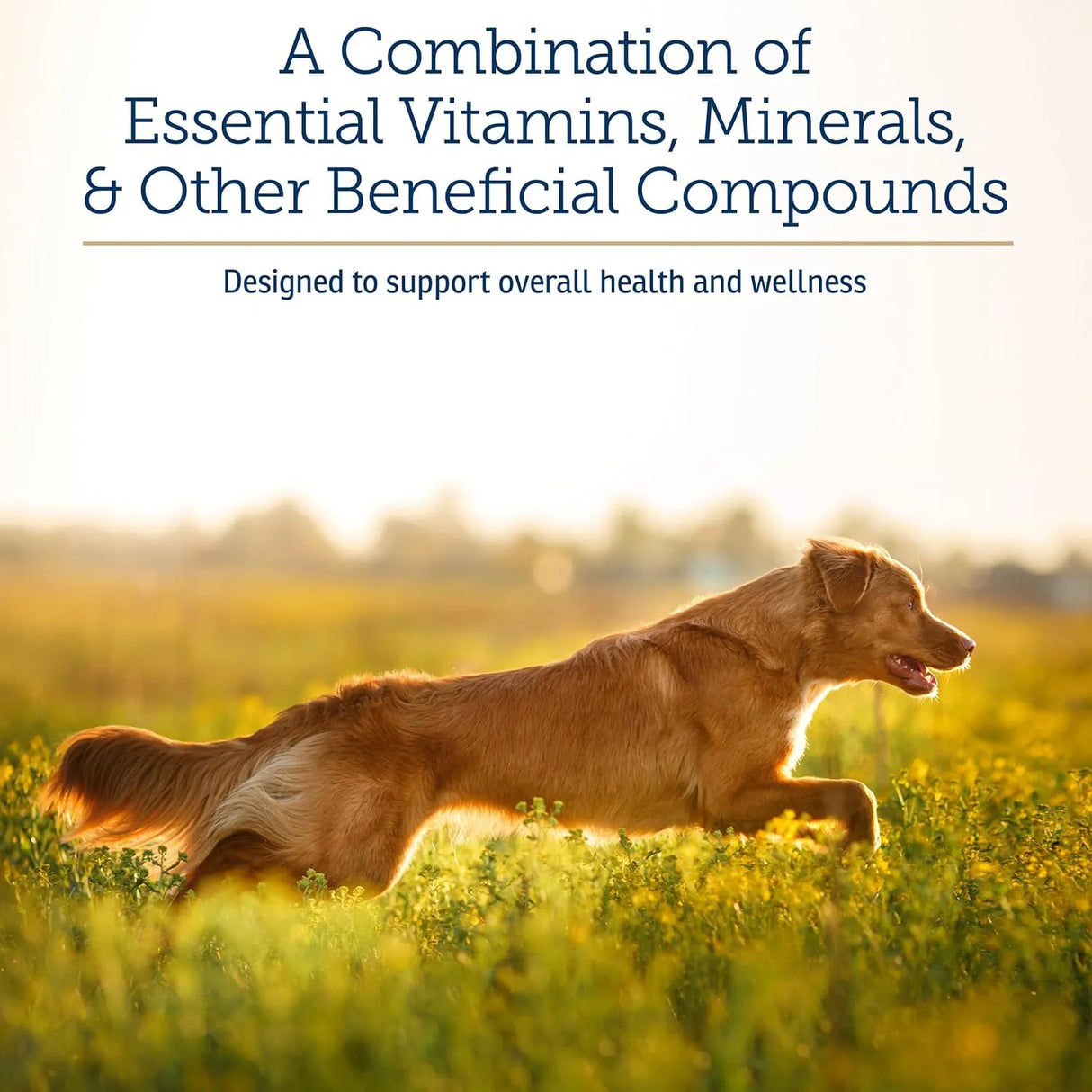 RX VITAMINS - Rx Vitamins Nutritional Support 257Gr. - The Red Vitamin MX - Multivitamínicos Para Perros - {{ shop.shopifyCountryName }}