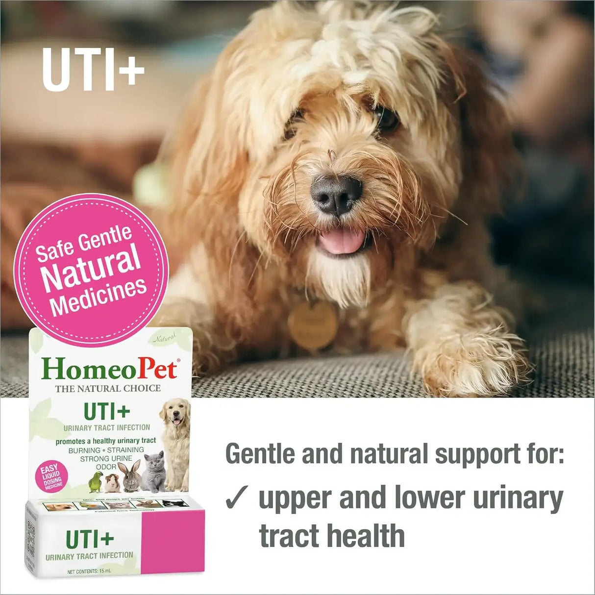 HOMEOPET - HomeoPet UTI Plus Urinary-Tract Relief 15Ml. - The Red Vitamin MX - Salud De Tracto Urinario Para Perros - {{ shop.shopifyCountryName }}