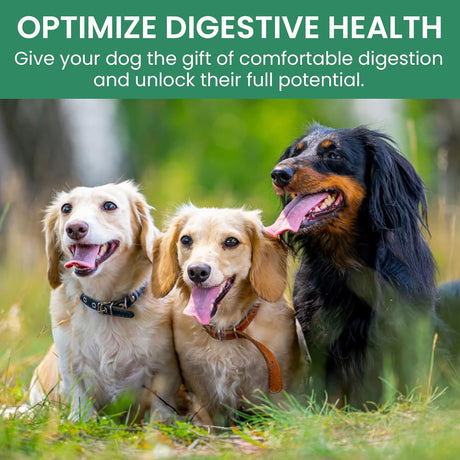 HOLISTIC BIN - HOLISTIC BIN Canine Powderized Beef Bone Broth Powder 50Gr. - The Red Vitamin MX - Suplementos Herbales Para Perros - {{ shop.shopifyCountryName }}