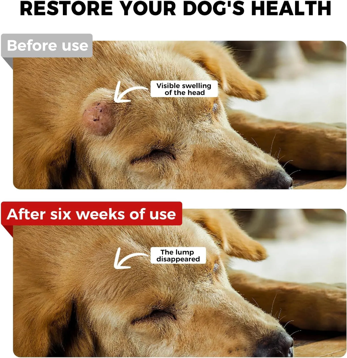 VIVAELIXIR - VivaElixir Turkey Tail Mushroom for Dogs 120 Tabletas Masticables - The Red Vitamin MX - Suplementos Herbales Para Perros - {{ shop.shopifyCountryName }}