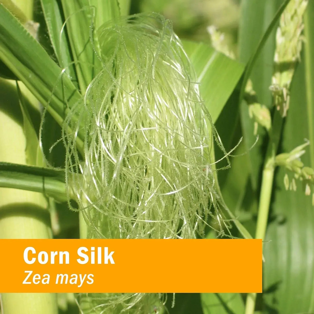 HERB PHARM - Herb Pharm Certified Organic Corn Silk Liquid Extract 4 Fl.Oz. - The Red Vitamin MX - Suplementos Alimenticios - {{ shop.shopifyCountryName }}