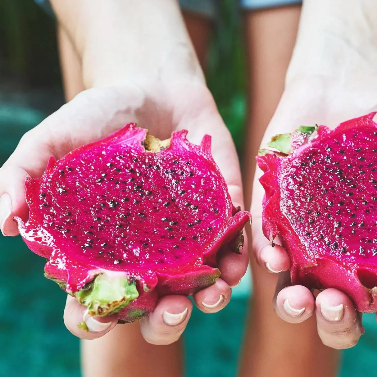 WILDERNESS POETS - Wilderness Poets, Freeze-Dried Dragon Fruit Powder 907Gr. - The Red Vitamin MX - Suplementos Alimenticios - {{ shop.shopifyCountryName }}