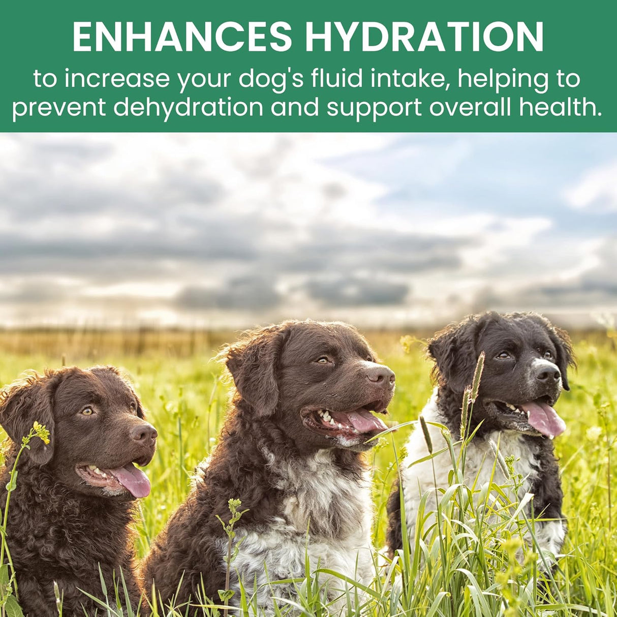 HOLISTIC BIN - HOLISTIC BIN Canine Gut Biome Powder 50Gr. - The Red Vitamin MX - Probióticos Para Perros - {{ shop.shopifyCountryName }}