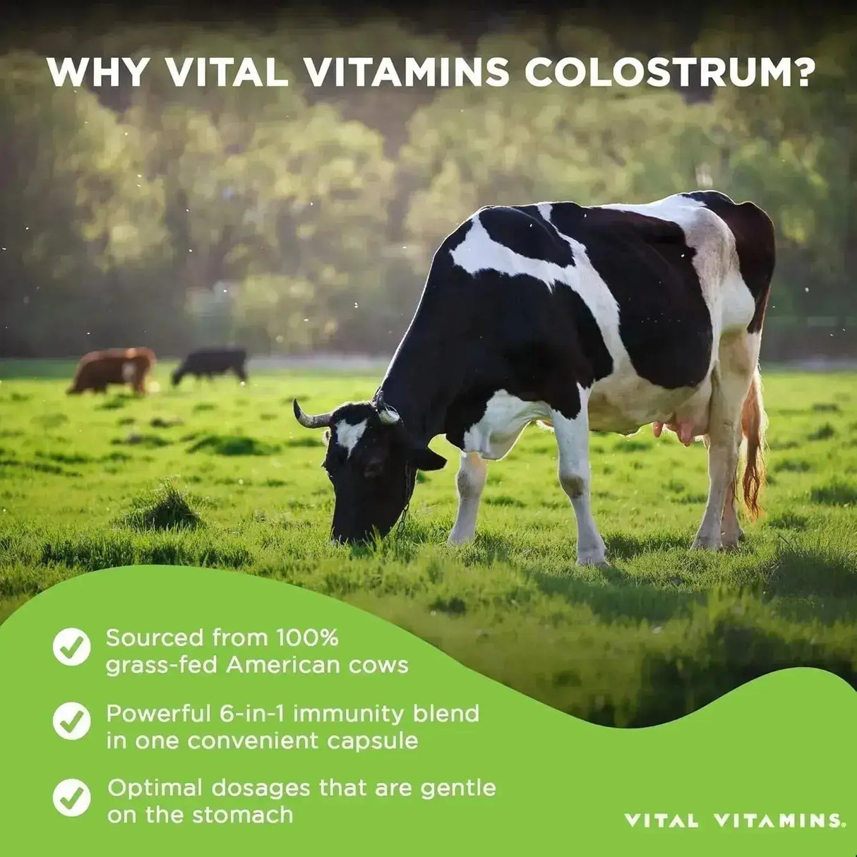 VITAL VITAMINS - Vital Vitamins Colostrum 60 Capsulas - The Red Vitamin MX - Suplementos Alimenticios - {{ shop.shopifyCountryName }}