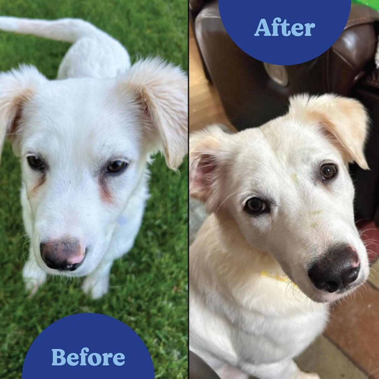 ANGELS' EYES - ANGELS' EYES Natural Tear Stain Prevention Chicken Powder for Dogs 75Gr. - The Red Vitamin MX - Cuidado De Los Ojos De Los Perros - {{ shop.shopifyCountryName }}