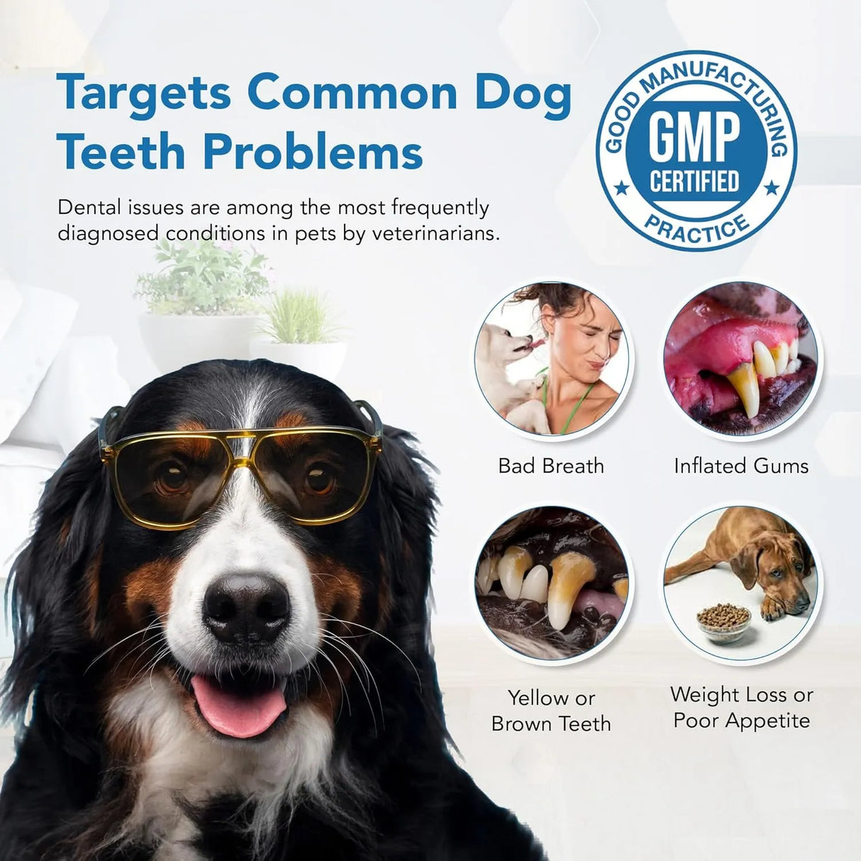 SPANIELBUNS - Spanielbuns Dental Powder for Dogs 80Gr. - The Red Vitamin MX - Cuidado Dental Para Perros - {{ shop.shopifyCountryName }}