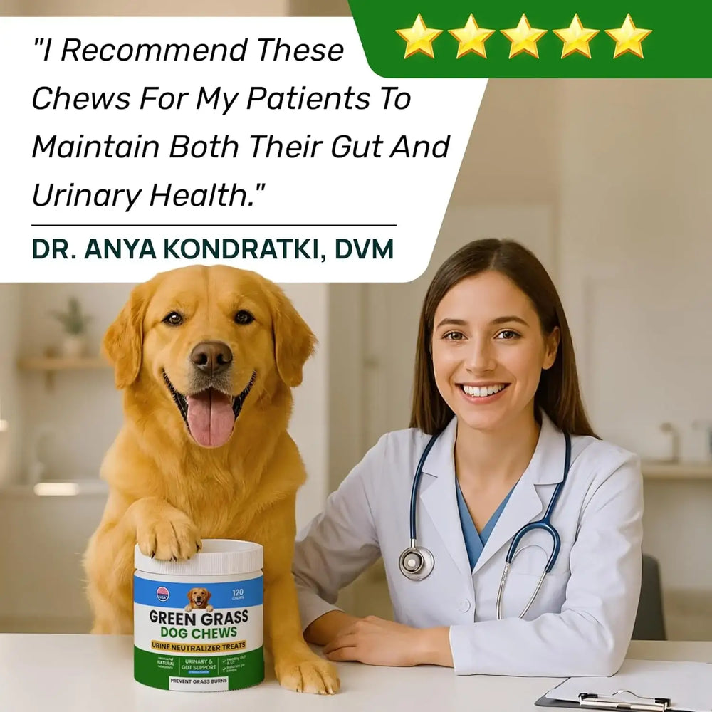 PAWFECTCHEW - PAWFECTCHEW Green Grass Dog Chews w/Probiotics 120 Masticables - The Red Vitamin MX - Salud De Tracto Urinario Para Perros - {{ shop.shopifyCountryName }}
