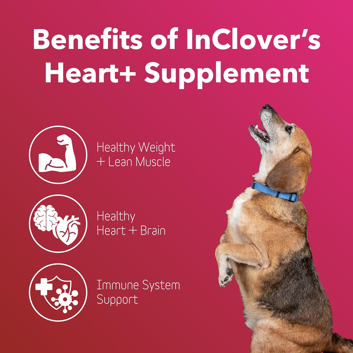 InClover Heart+ Dog and Cat Cardiac Health Supplement 100Gr.