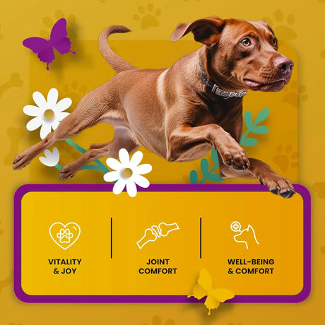 PETMADE - PETMADE Dog Hip and Joint Supplement 16 Fl.Oz. - The Red Vitamin MX - Cuidado De Cadera Y Articulaciones Para Perros - {{ shop.shopifyCountryName }}