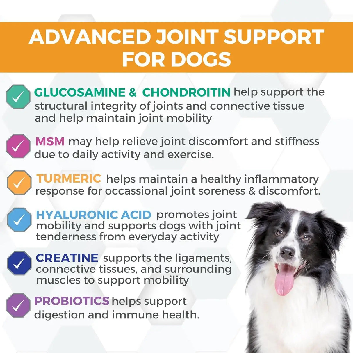 NOOTIE - Nootie Progility Hip & Joint Supplement for Dogs 90 Masticables - The Red Vitamin MX - Cuidado De Cadera Y Articulaciones Para Perros - {{ shop.shopifyCountryName }}