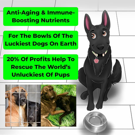 MORE DOG DAYS - More Dog Days Anti-Aging & Immune Support 50 Servicios 330Gr. - The Red Vitamin MX - Suplementos Herbales Para Perros - {{ shop.shopifyCountryName }}