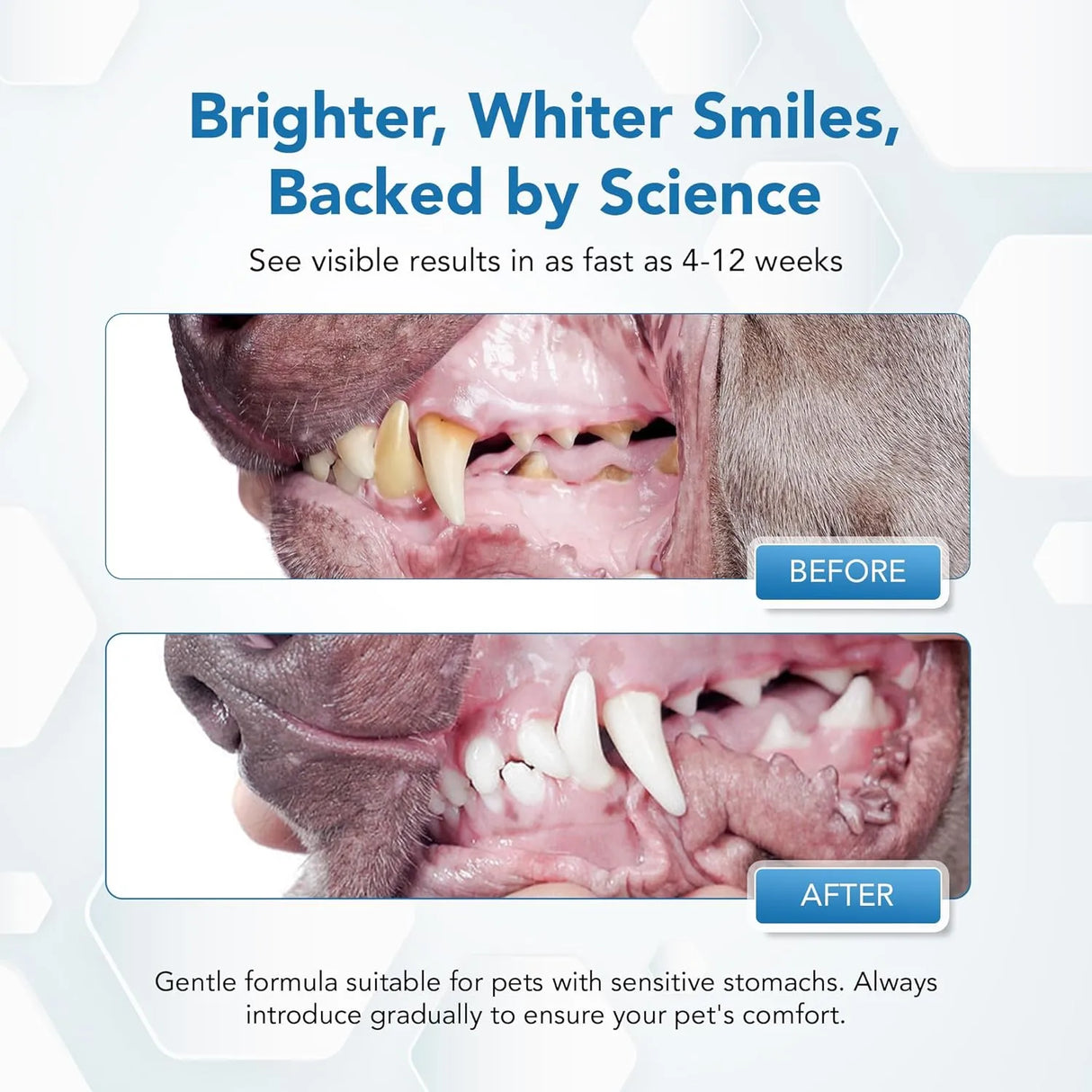 SPANIELBUNS - Spanielbuns Dental Powder for Dogs 80Gr. - The Red Vitamin MX - Cuidado Dental Para Perros - {{ shop.shopifyCountryName }}