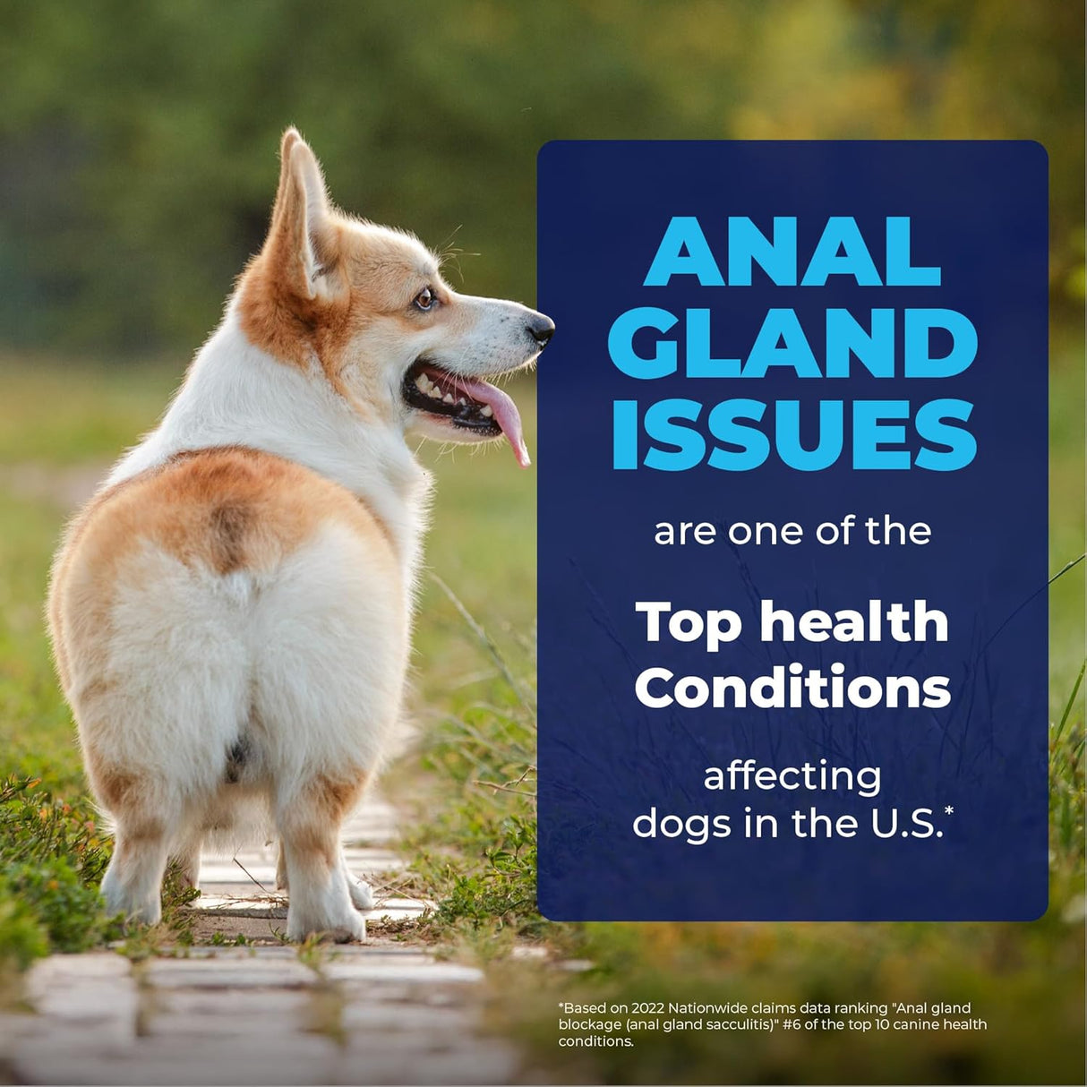 Vetnique Glandex Medicated Spray for Dog Scooting 4 Fl.Oz.