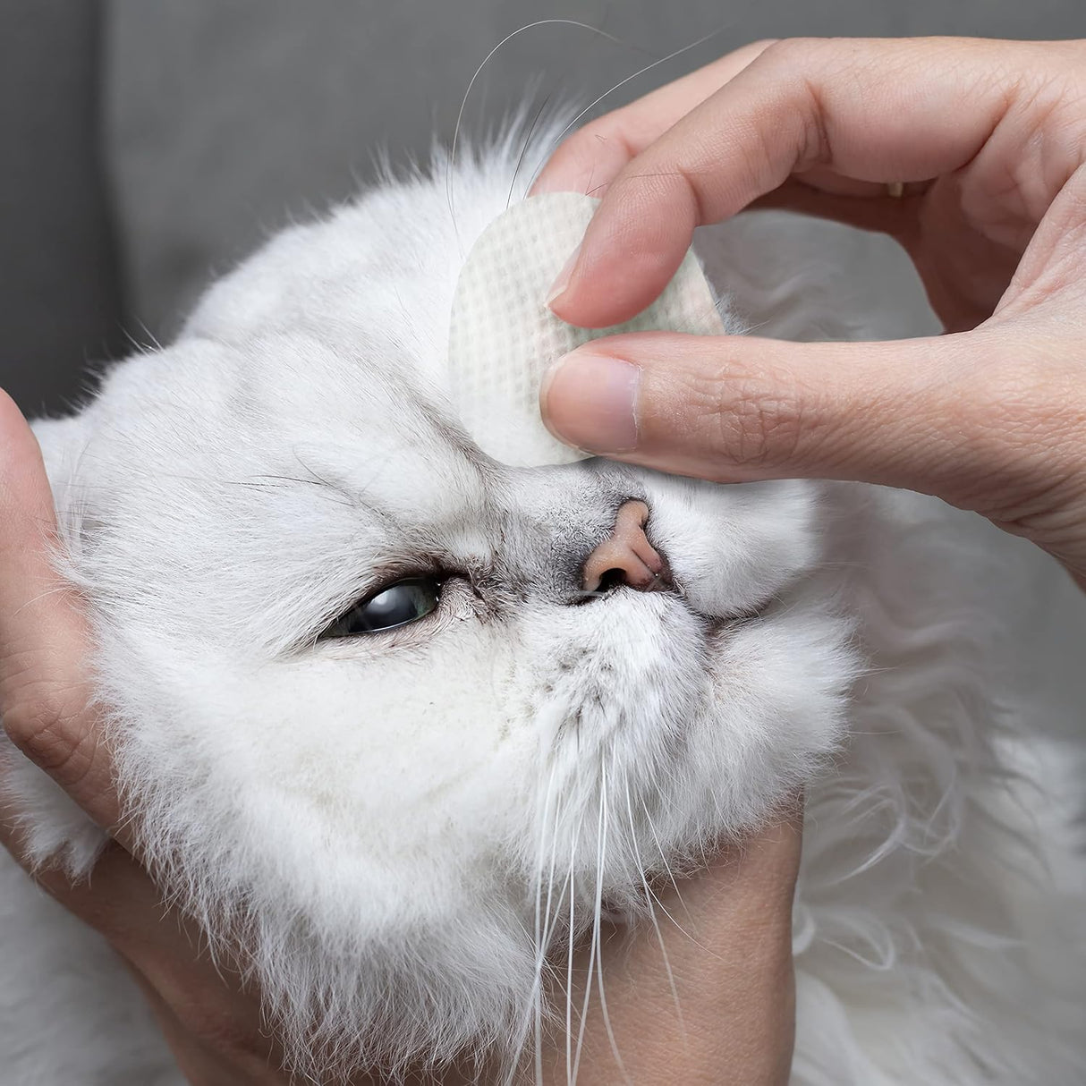 Eye Envy Tear Stain Wipes for Cats 60 Toallitas