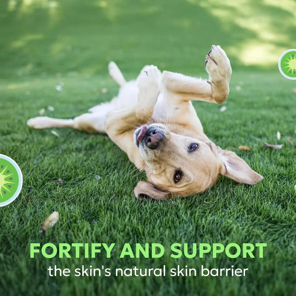 NUTRAMAX - Nutramax Dermaquin Skin Support for Large Dogs 31+ lbs 60 Masticables - The Red Vitamin MX - Remedios Para La Picazón De Perros - {{ shop.shopifyCountryName }}