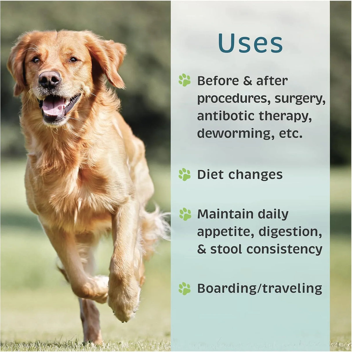 VETONE - VetOne Advita Probiotic Nutritional Supplement for Dogs 30 Paquetes - The Red Vitamin MX - Probióticos Para Perros - {{ shop.shopifyCountryName }}