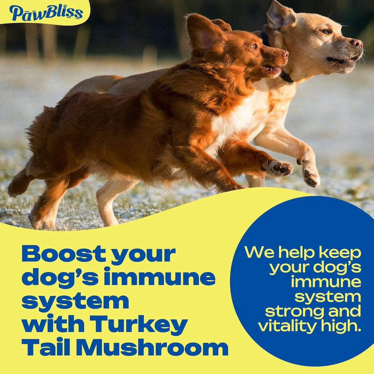 PAWBLISS - PawBliss Turkey Tail Mushroom for Dogs 120 Masticables - The Red Vitamin MX - Suplementos Herbales Para Perros - {{ shop.shopifyCountryName }}