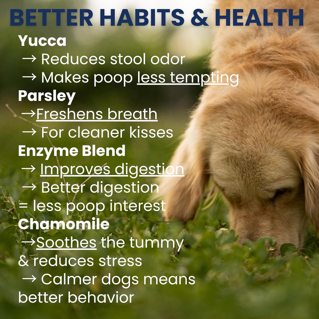 Under the Weather Pet No Poo Chews for Dogs 60 Masticables