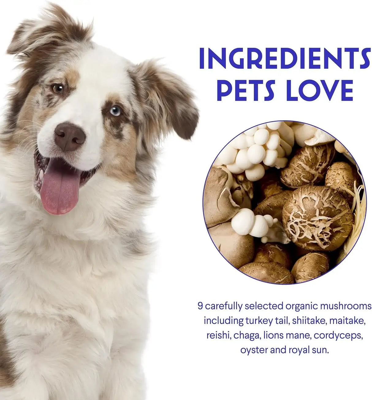 WONDER PAWS - WONDER PAWS Immune Support Mushroom Powder for Dogs 90Gr. - The Red Vitamin MX - Suplementos Herbales Para Perros - {{ shop.shopifyCountryName }}