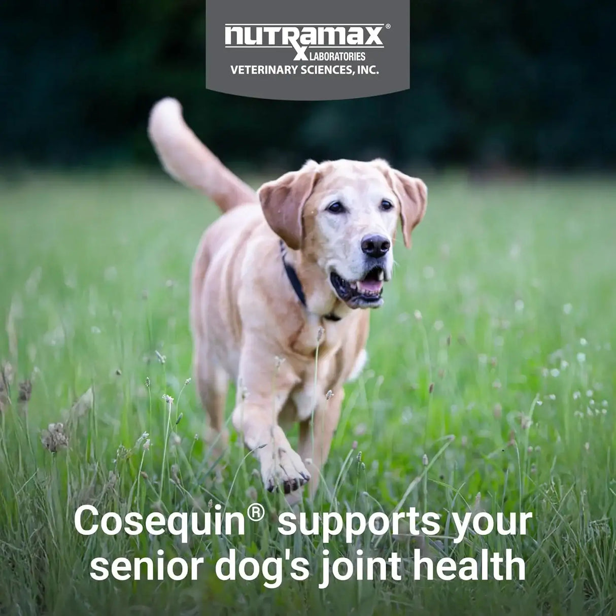 NUTRAMAX - Nutramax Cosequin Senior Joint Health Supplement for Senior Dogs 120 Masticables - The Red Vitamin MX - Cuidado De Cadera Y Articulaciones Para Perros - {{ shop.shopifyCountryName }}
