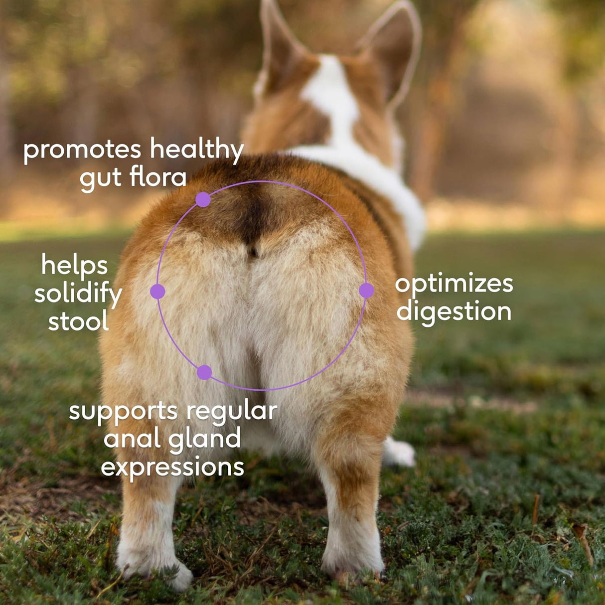 Native Pet WonderGland 60 Servicios 453Gr.