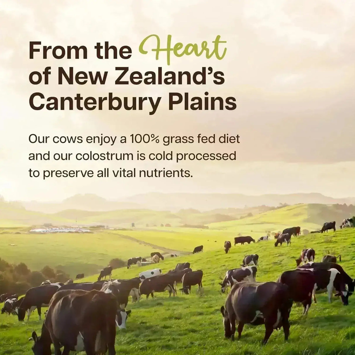 BAESE NUTRITION - Baese Nutrition Bovine Colostrum Powder Chocolate 220Gr. - The Red Vitamin MX - Suplementos Alimenticios - {{ shop.shopifyCountryName }}