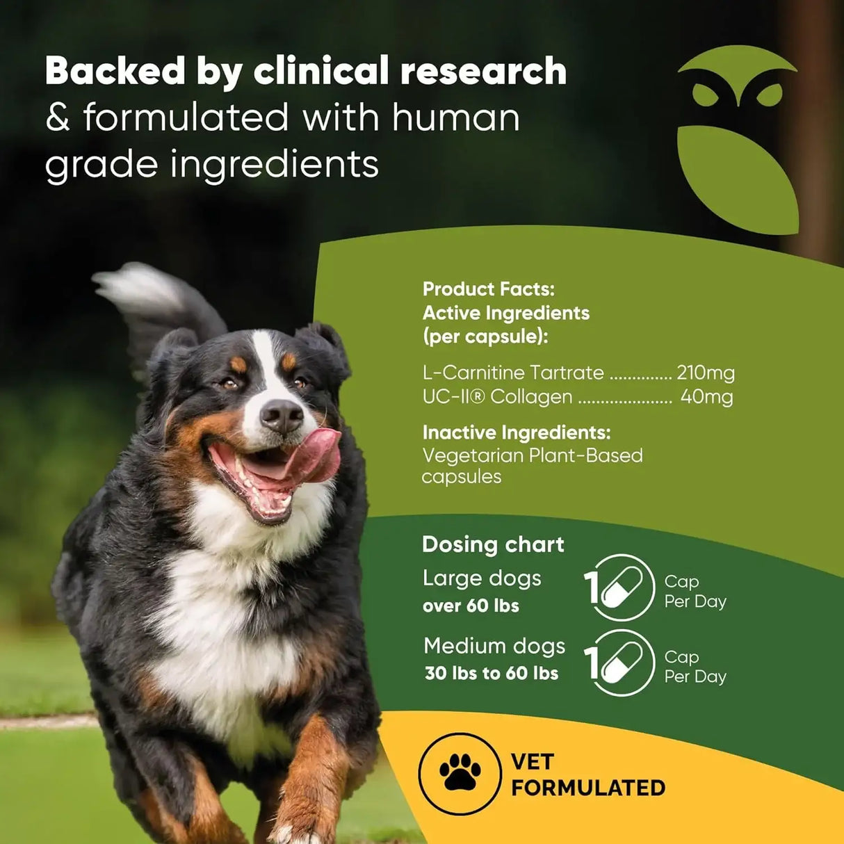 ROOTED OWL - Rooted Owl Joint and Muscle Health Hip and Joint Supplement for Medium and Large Dogs 30 Capsulas - The Red Vitamin MX - Cuidado De Cadera Y Articulaciones Para Perros - {{ shop.shopifyCountryName }}