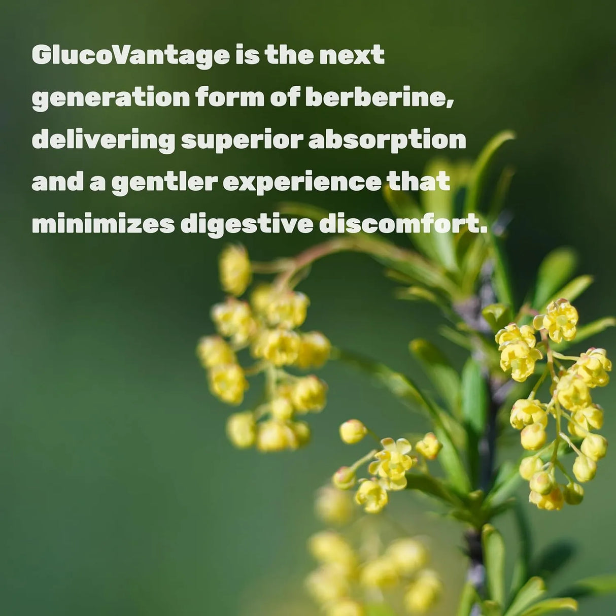 DEAL SUPPLEMENT - Deal Supplement Dihydroberberine 100Mg. 120 Capsulas - The Red Vitamin MX - Suplementos Alimenticios - {{ shop.shopifyCountryName }}