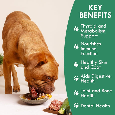 HOLISTIC BIN - Holistic Bin Canine Atlantic Sea Kelp for Dogs 50Gr. - The Red Vitamin MX - Suplementos Herbales Para Perros - {{ shop.shopifyCountryName }}