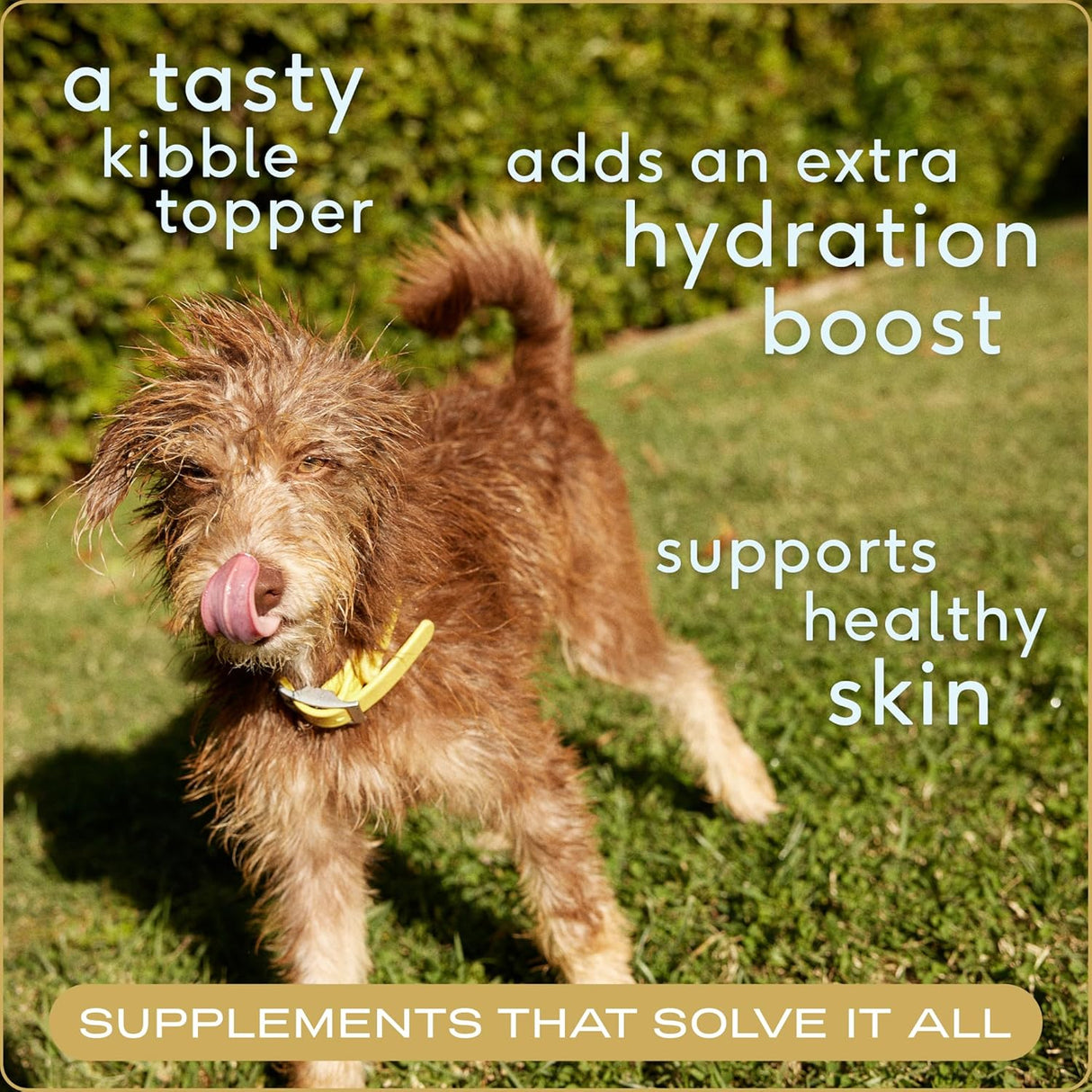 Native Pet Bone Broth for Dogs 48 Servicios 134Gr.