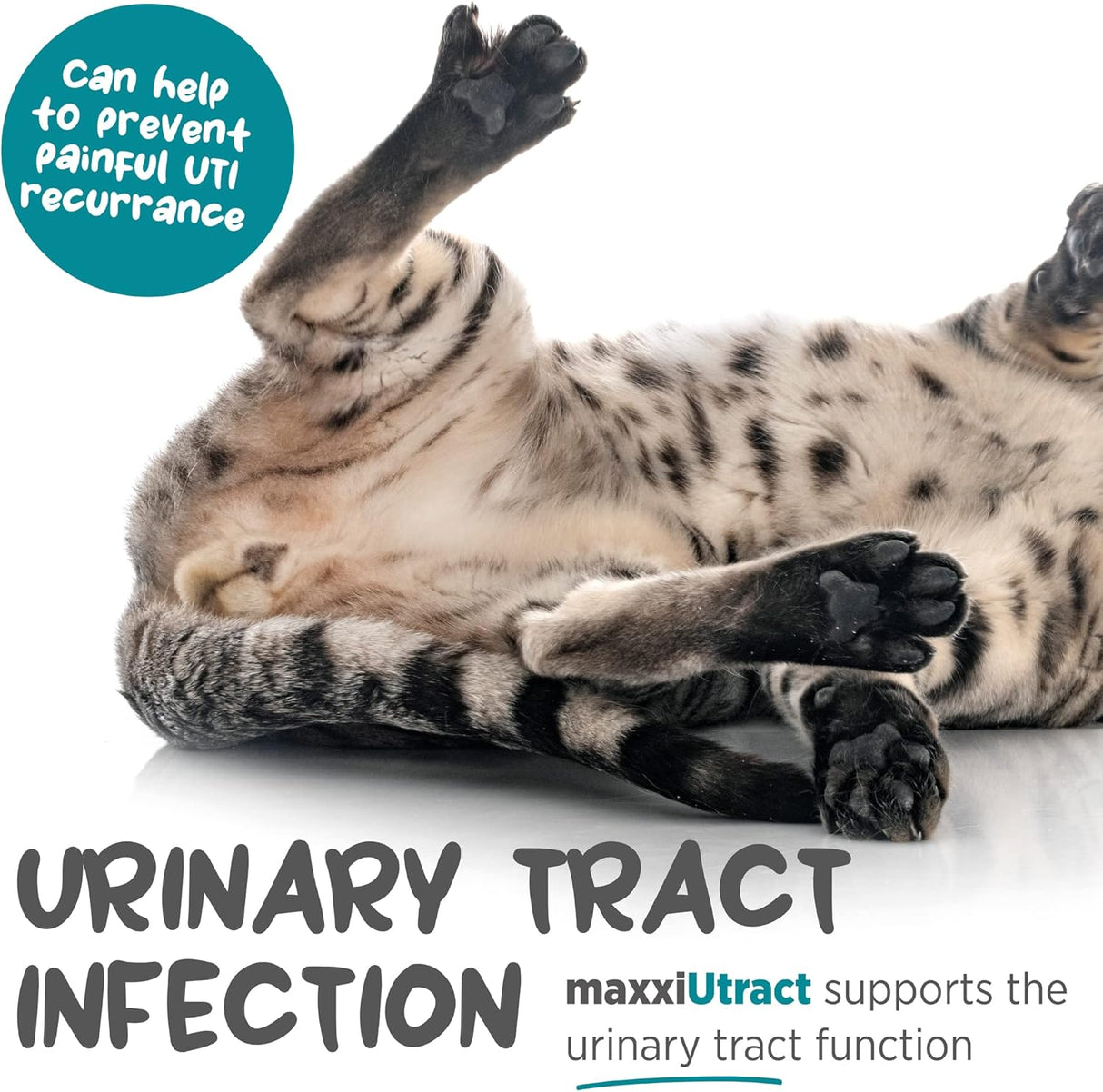 maxxipaws maxxiUtract Urinary & Bladder Support Powder 3.2 Oz.