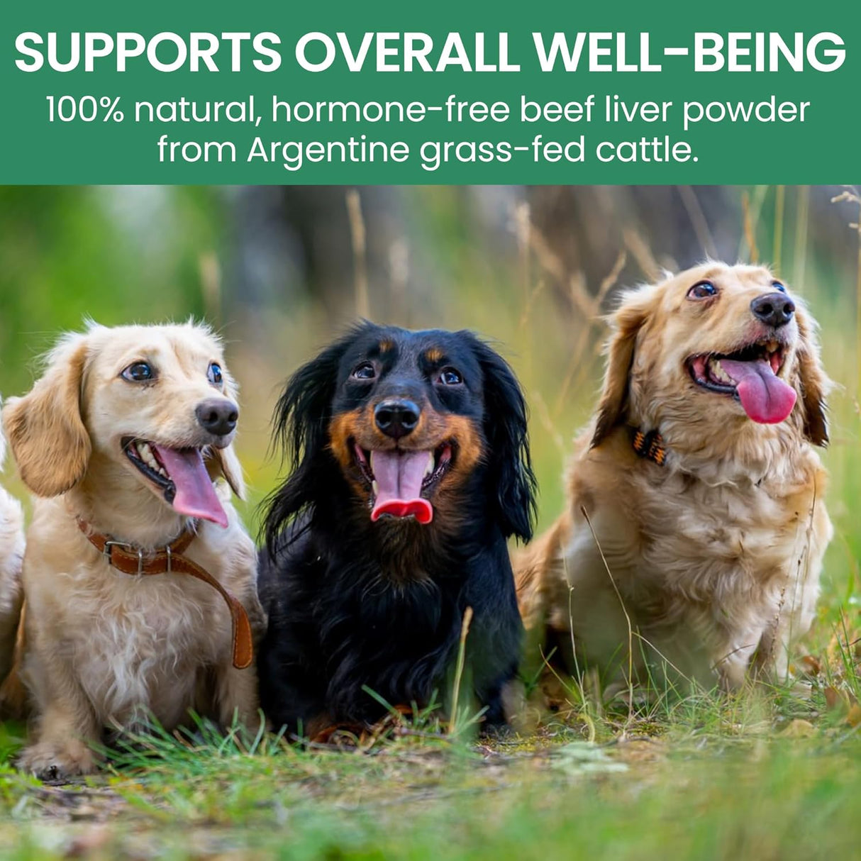 HOLISTIC BIN - Holistic Bin Canine Beef Liver Powder 50Gr. - The Red Vitamin MX - Multivitamínicos Para Perros - {{ shop.shopifyCountryName }}