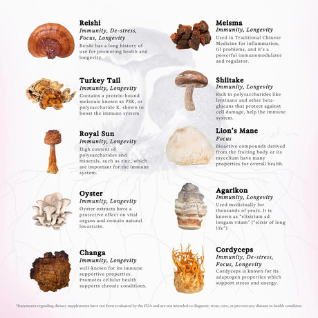 RAINBO - Rainbo 11:11 Multi Mushroom Tincture 3.4 Fl.Oz. - The Red Vitamin MX - Suplementos Alimenticios - {{ shop.shopifyCountryName }}