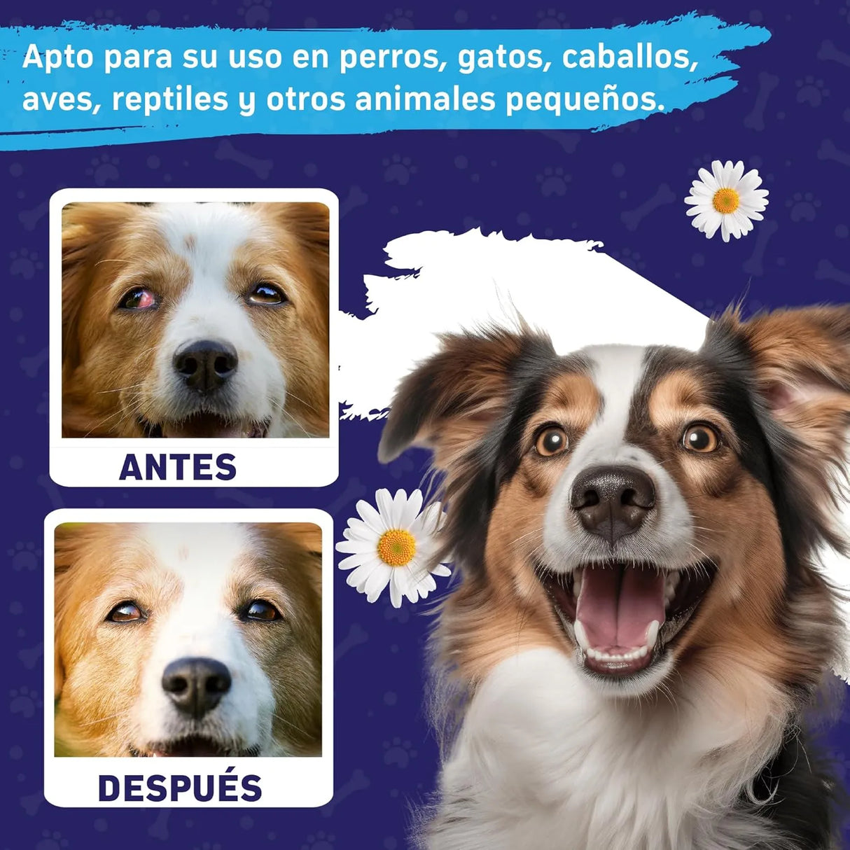 SPANIELBUNS - Spanielbuns Dog Eye Drops 200Ml. - The Red Vitamin MX - Cuidado De Los Ojos De Los Perros - {{ shop.shopifyCountryName }}