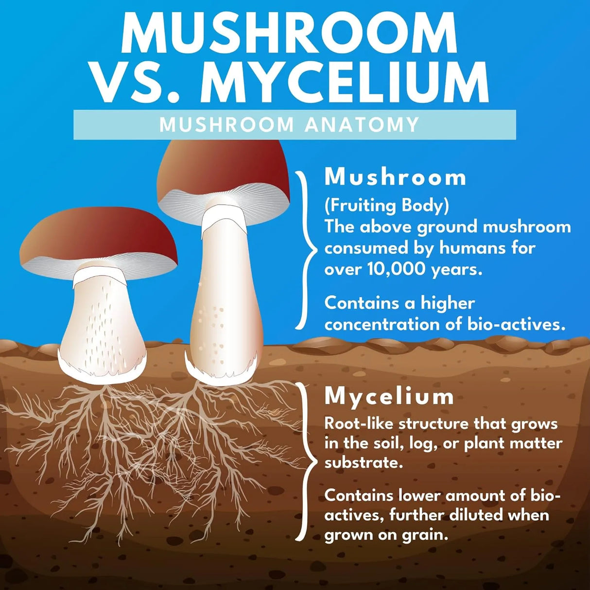 BOLD BOTANICA - Bold Botanica Reishi Mushroom 60 Capsulas - The Red Vitamin MX - Suplementos Alimenticios - {{ shop.shopifyCountryName }}