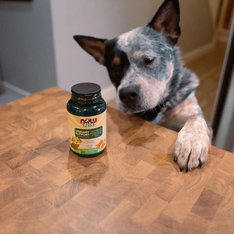 NOW SUPPLEMENTS - NOW Foods Pet Health Urinary Support 90 Tabletas Masticables - The Red Vitamin MX - Salud De Tracto Urinario Para Perros - {{ shop.shopifyCountryName }}