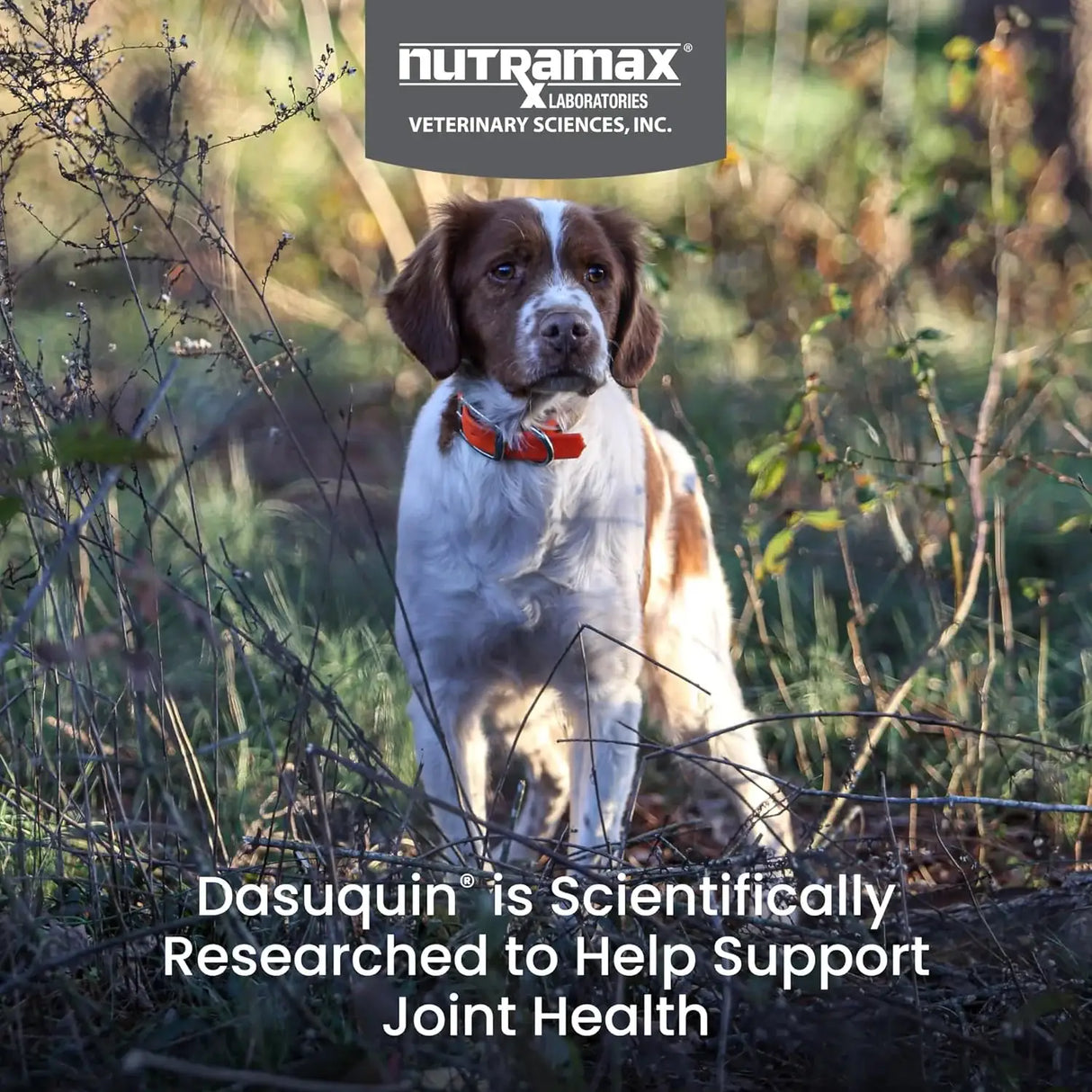 NUTRAMAX - Nutramax Dasuquin with MSM Joint Health for Small to Medium Dogs 84 Masticables - The Red Vitamin MX - Cuidado De Cadera Y Articulaciones Para Perros - {{ shop.shopifyCountryName }}