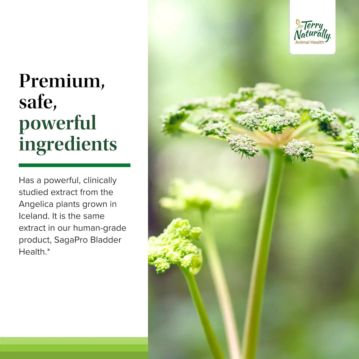 TERRY NATURALLY - Terry Naturally Bladder Control 30 Capsulas - The Red Vitamin MX - Salud De Tracto Urinario Para Perros - {{ shop.shopifyCountryName }}