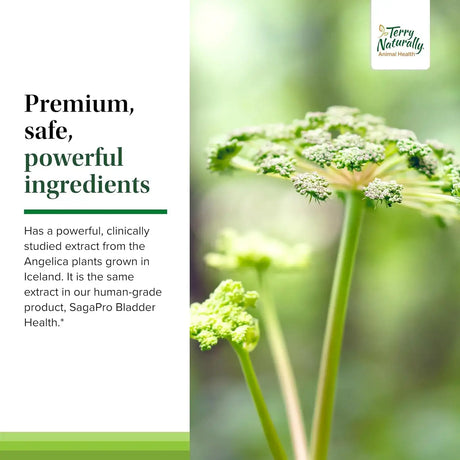 TERRY NATURALLY - Terry Naturally Bladder Control 30 Capsulas - The Red Vitamin MX - Salud De Tracto Urinario Para Perros - {{ shop.shopifyCountryName }}