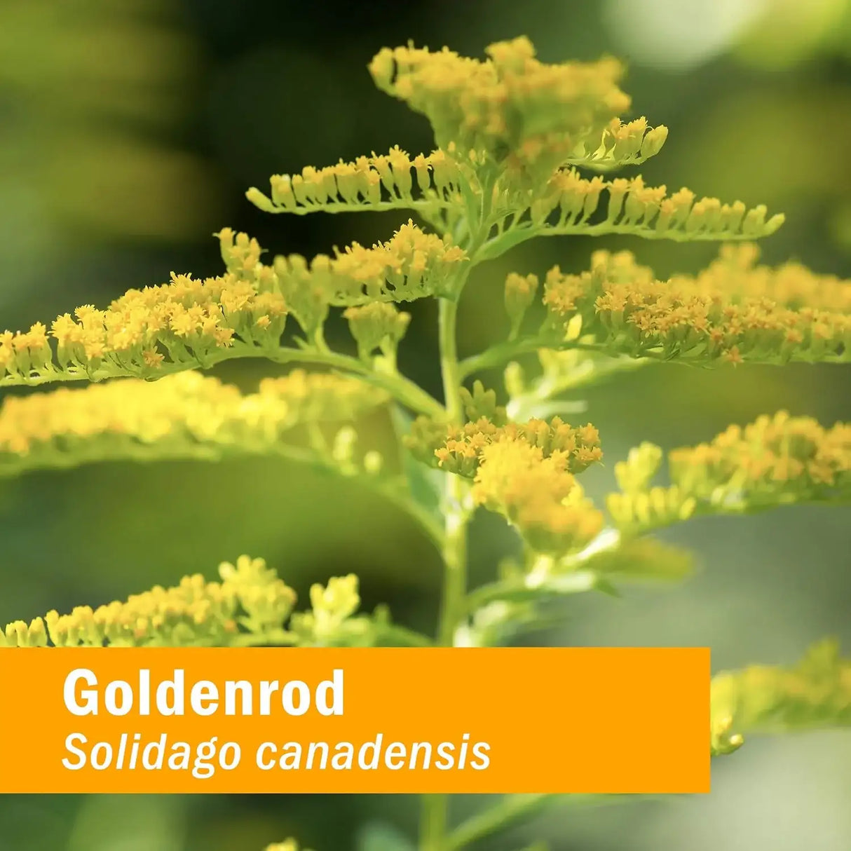 HERB PHARM - Herb Pharm Certified Organic Goldenrod Liquid Extract for Urinary System Support 1 Fl.Oz. 2 Pack - The Red Vitamin MX - Suplementos Alimenticios - {{ shop.shopifyCountryName }}