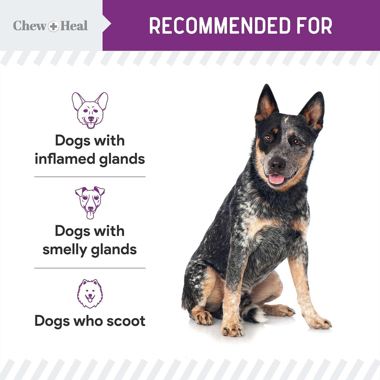 Chew + Heal Labs Stop The Scoot Fiber for Dogs 120 Masticables