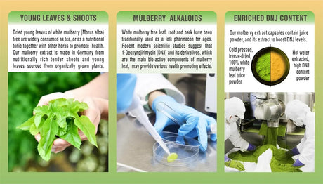 PHARMAKON - PHARMAKON Organic White Mulberry Leaf 180 Capsulas - The Red Vitamin MX - Suplementos Alimenticios - {{ shop.shopifyCountryName }}